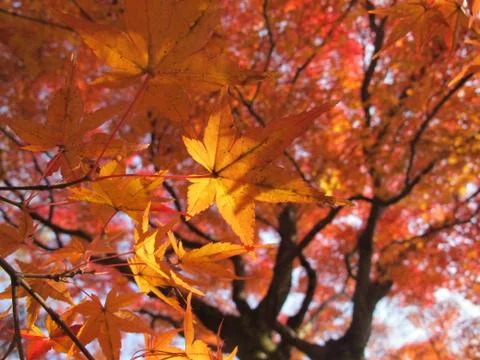 Close up orange maple leaf in garden Foto stock