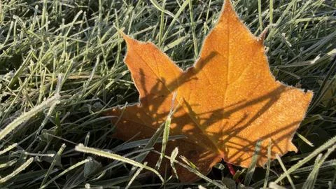 A close-up of an orange maple leaf resting on frosty grass, with shadows ca.. Stock Photos