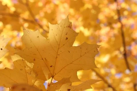 Close-up of an orange maple leaf on a tree. Фото