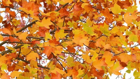 Close up of orange maple leaves swaying in the wind. October. Stock Footage 164286295