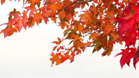 Close up of orange maple leaves swaying in the wind in october Stock Footage 164288900