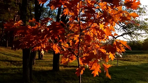 Close up of orange maple leaves on tree branches gently sways on the wind. Stock Footage 165945661