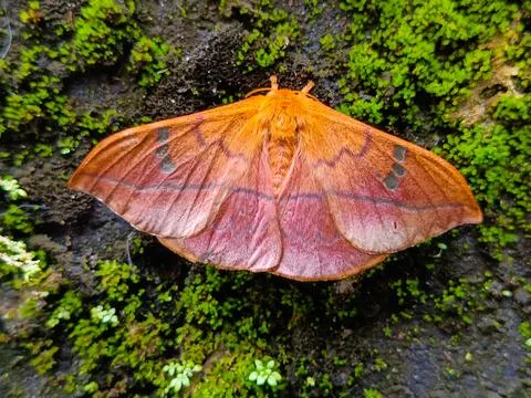 Close-up of An Orange Moth Stock Photos