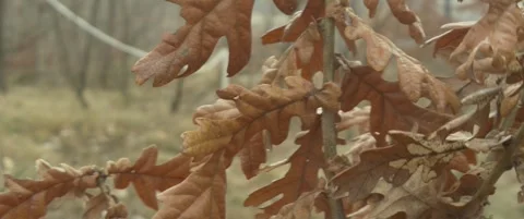 Close-up of orange oak leaves scope 5.7K video Stock Footage 303638603