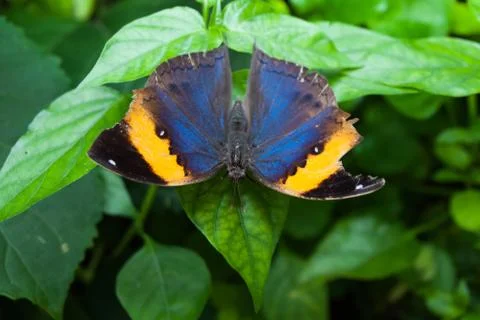 Close up of orange oakleaf butterfly Stock Photos