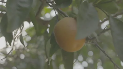 Close up of an orange from an orange tree during the day 库存影片 251838630