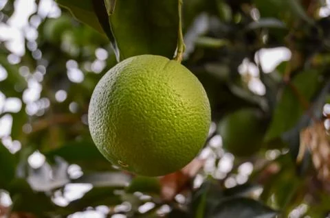Close-up on an orange Stock-Fotos