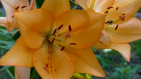 Close up of orange pixie lily and ants crawling Stock Footage 139363784