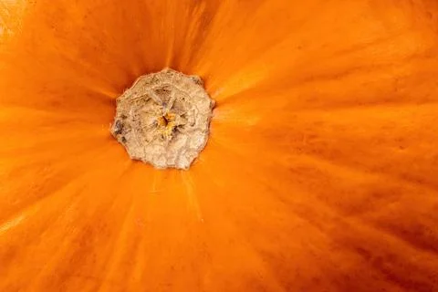 Close-up of orange pumpkin base showing dried stem scar Stock Photos