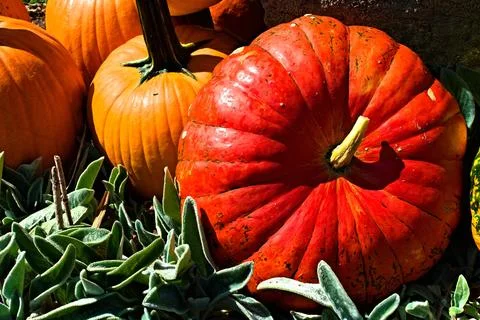 Close Up of Orange Pumpkin Foto stock