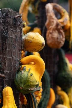 Close-Up Orange Pumpkin in Rustic Autumn Farm Display Stock Photos