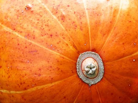 Close-up of orange pumpkin texture. Abstract autumn background, wallpaper Stock Photos