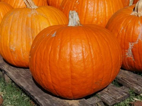 Close up of orange pumpkins at a pumpkin patch Fotos de archivo
