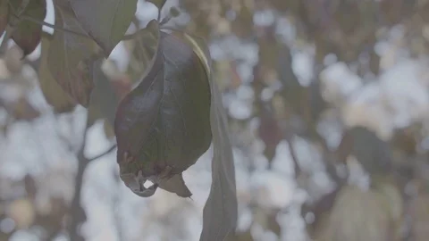 Close-Up of Orange, Red, and Green Leaves - Log 스톡 동영상 85458198