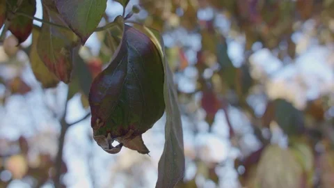Close-Up of Orange, Red, and Green Leaves Stock Footage 85458394