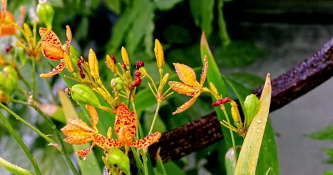 Close-up of the orange-red spotted petals of the Iris tectorum flower in Li.. 库存影片 334093650