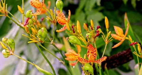 Close-up of the orange-red spotted petals of the Iris tectorum flower in Li.. 库存影片 334093670