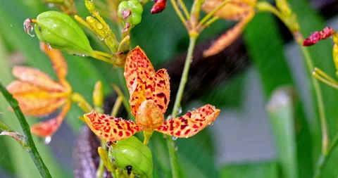 Close-up of the orange-red spotted petals of the Iris tectorum flower in Li.. 库存影片 334093916