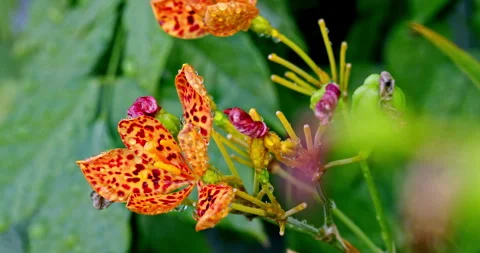 Close-up of the orange-red spotted petals of the Iris tectorum flower in Li.. 库存影片 334094154