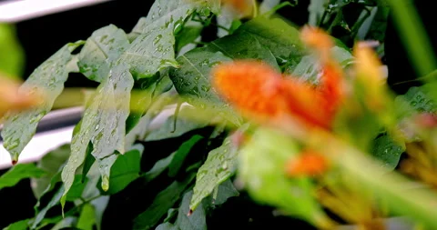 Close-up of the orange-red spotted petals of the Iris tectorum flower in Li.. 库存影片 334095859