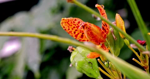 Close-up of the orange-red spotted petals of the Iris tectorum flower in Li.. 库存影片 334096078