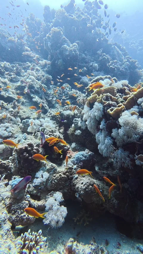Close up of orange reef fish sheltering in coral, vertical 스톡 동영상 336097013