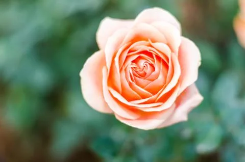 Close up orange rose with blurred background Foto stock