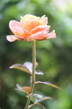 Close up of orange rose with a blurry background Stock Photos