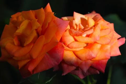 Close up of orange rose Stock Photos