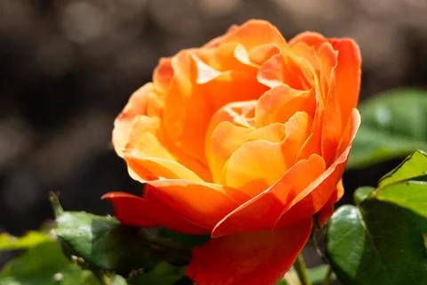 Close up of orange rose Stock Photos