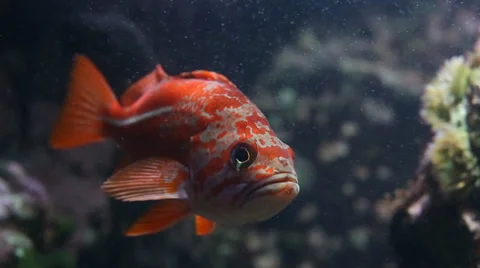Close up of Orange Saltwater Fish 스톡 동영상 35841528