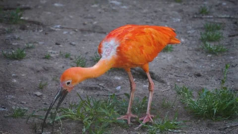Close up of an orange scarlet ibis  Stock Footage 244340604