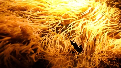 Close up of orange sea anemone Stock Footage 84677264
