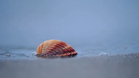 Close-up of orange seashell on beach, waves rolling gently, 4K slow-motion Stock Footage 297636511