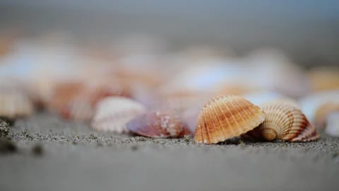 Close-up of orange seashells on sandy shore with gentle waves rolling in, in 4K Stock Footage 299858413