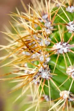 Close up of orange sharp cactus prickles Stock Photos