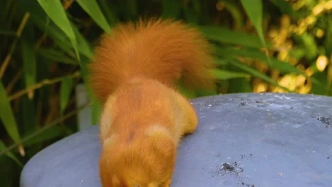 Close up of orange squirrel Stock Footage 144478170