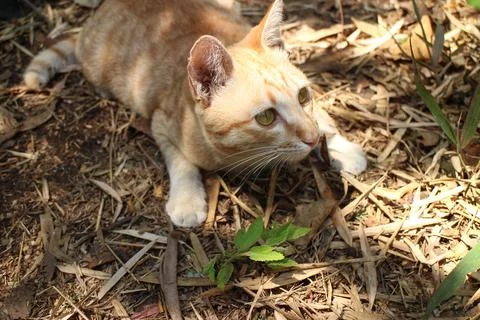 Close up Orange stray Cat Stock Photos