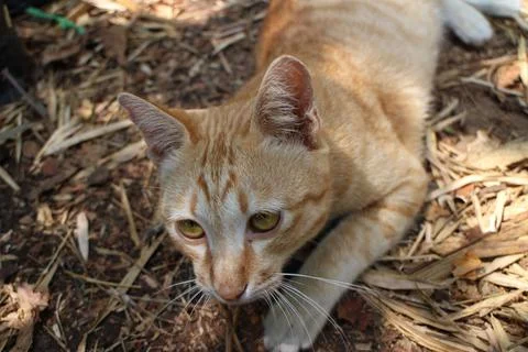 Close up Orange stray Cat Stock Photos