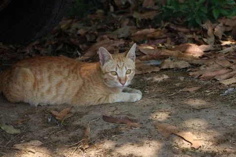 Close up Orange stray Cat Stock Photos