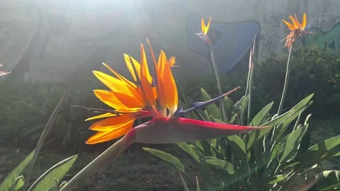 Close up of an orange Strelitzia or Bird of paradise flower 動画素材 140937659