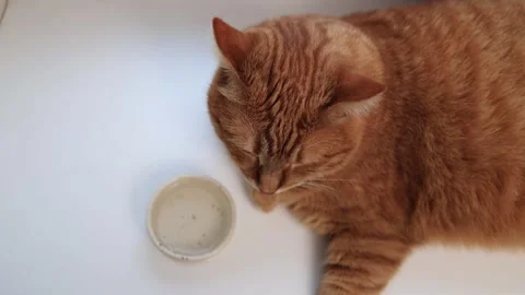 Close up of an orange tabby cat drinking water from a bowl Stock Footage 338433583