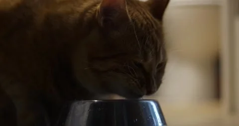 Close-up of an orange tabby cat drinking water from a metal bowl Stock Footage 339067676