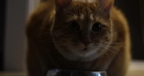 Close-up of an orange tabby cat drinking water from a metal bowl Stock Footage 339067734