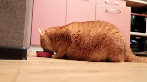 Close-up of an orange tabby cat eating from a red bowl on a wooden floor Stock Footage 338433536
