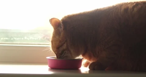 Close-up of an orange tabby cat eating from a pink bowl by the window Stock Footage 339065908