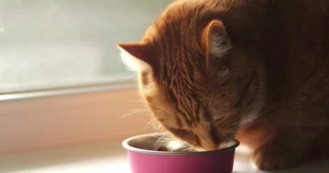 Close-up of an orange tabby cat eating from a pink bowl by the window Stock Footage 339066060