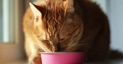 Close up of an orange tabby cat eating from a pink bowl in natural light Stock Footage 339066064