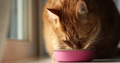 Close-up of an orange tabby cat eating from a pink bowl with soft natural light Stock Footage 339066088