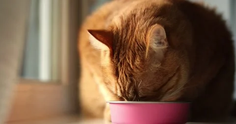 Close-up of an orange tabby cat eating from a pink bowl in soft natural light Stock Footage 339066178